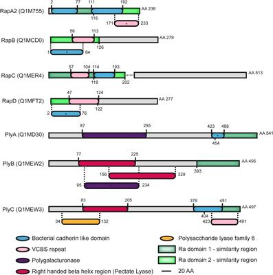 RapD Is a Multimeric Calcium-Binding Protein That Interacts With the Rhizobium leguminosarum Biofilm Exopolysaccharide, Influencing the Polymer Lengths